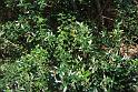 phillyrea latifolia